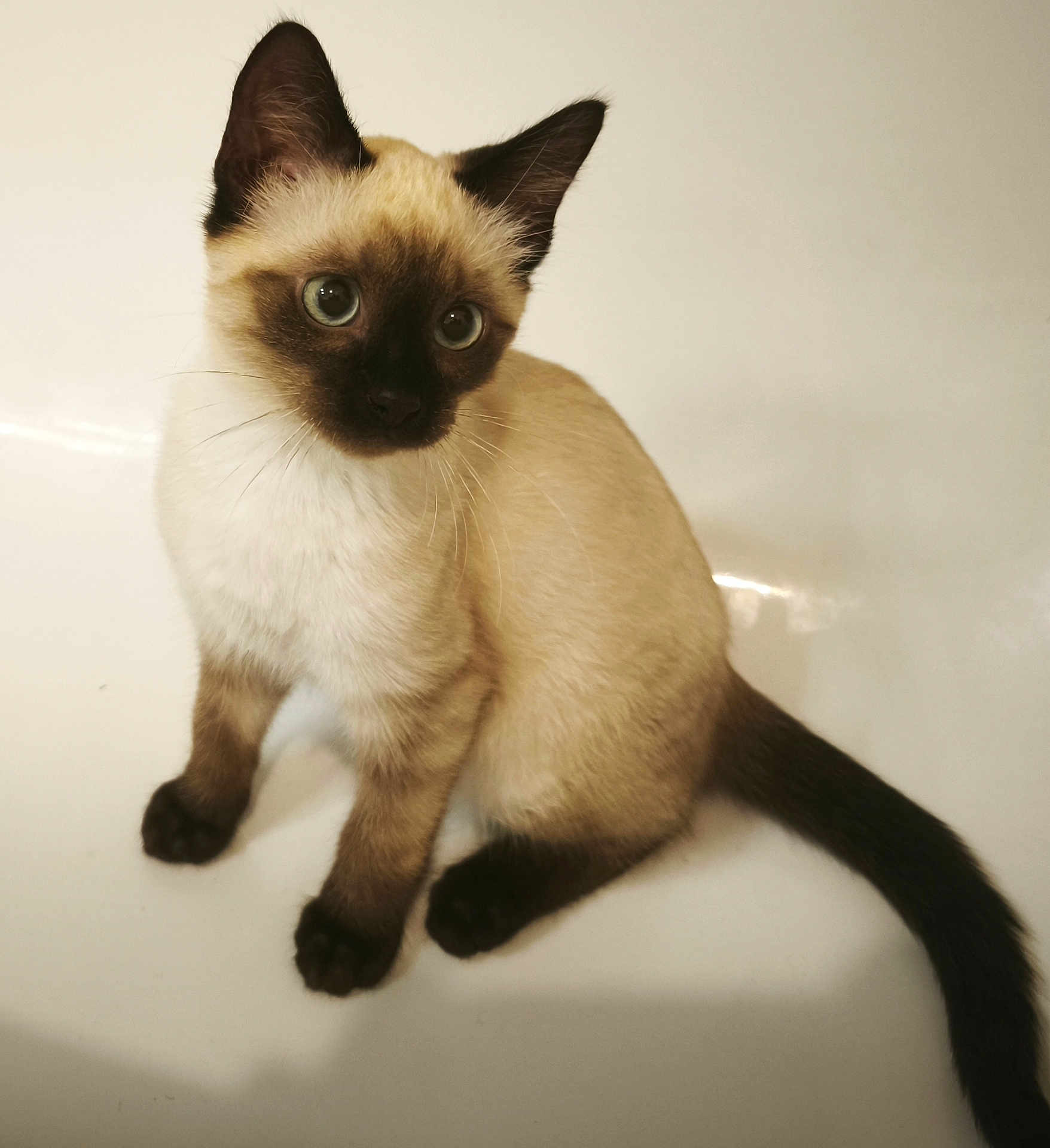 Aragon a rejoint le concours — aidez-le/la à gagner de superbes lots ! animal, blue_eyes, cat, closeup, curious, cute, domestic_animal, ears, feline, fur, indoor, kitten, mammal, paws, pet, siamese_cat, sitting, tail, whiskers, young