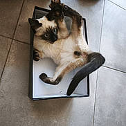 Aragon participe au concours pour gagner de l'argent avec cette photo : animal, blue_eyes, box, cat, claws, confused, curious, cute, domestic, feline, funny_pose, indoor, paws, pet, playful, siamese, small_space, tail, tile_floor, whiskers