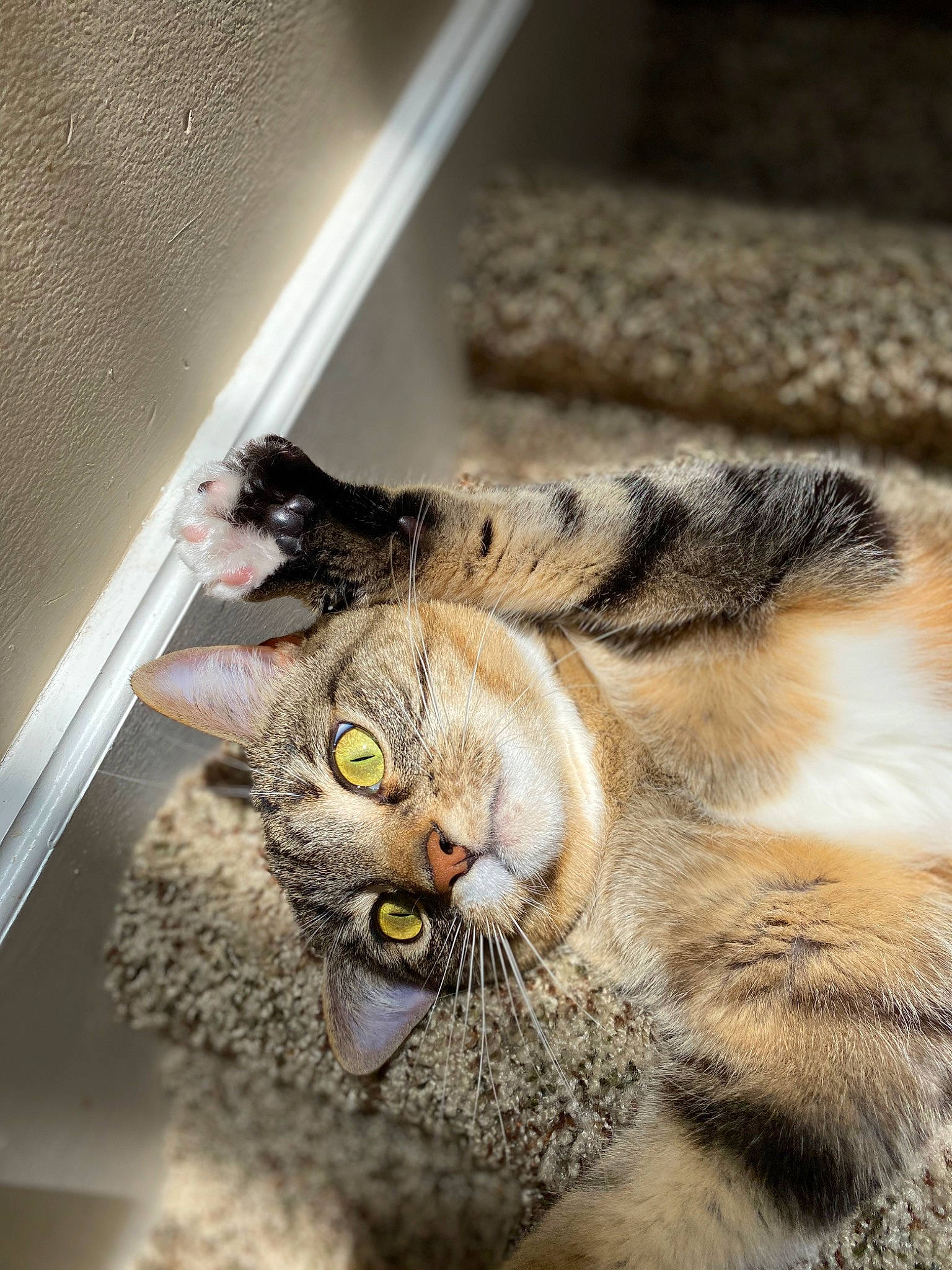 Eloise is registered to the contest to win money with this photo: carnivore, cat, claw, domestic_short_haired_cat, eye, felidae, fur, paw, photo_caption, small_to_medium_sized_cats, snout, tail, terrestrial_animal, whiskers, wildlife, window