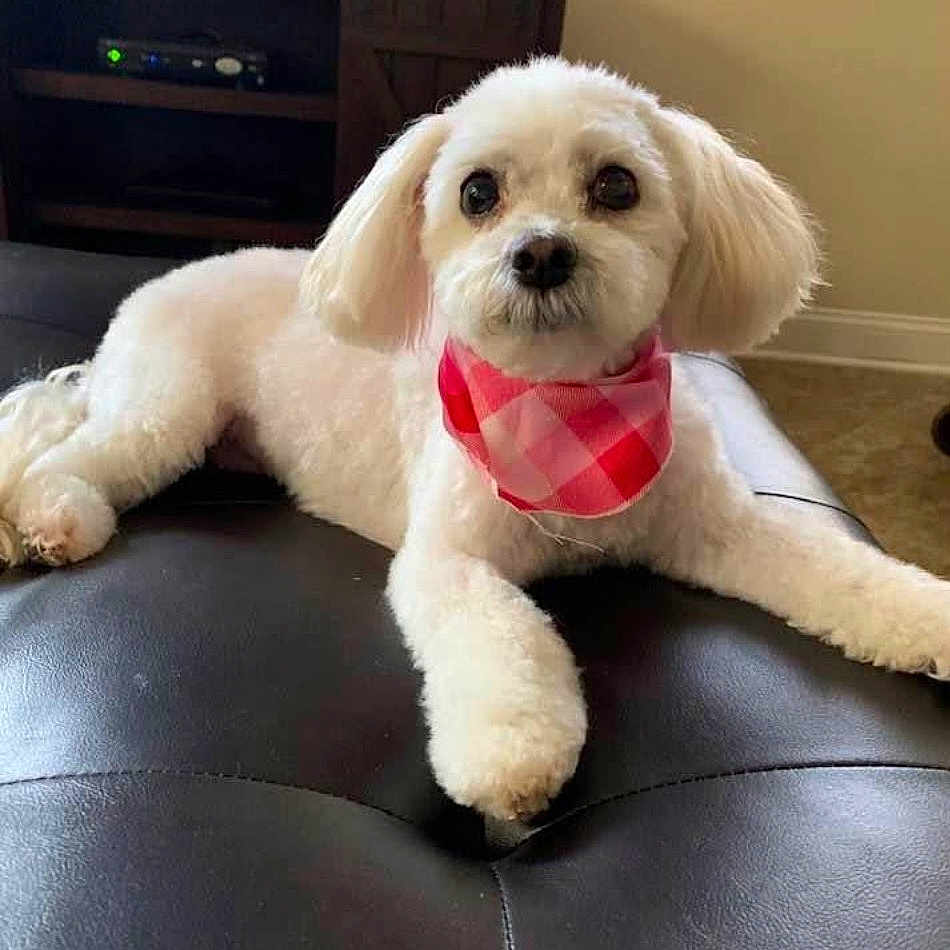 Bella joined the competition — help win amazing prizes! animal, bandana, blinds, canine, cozy, cute, dog, domestic, fluffy, furniture, indoor, leather_ottoman, looking_at_camera, pet, red_bandana, resting, small_dog, white_dog, window, wooden_cabinet
