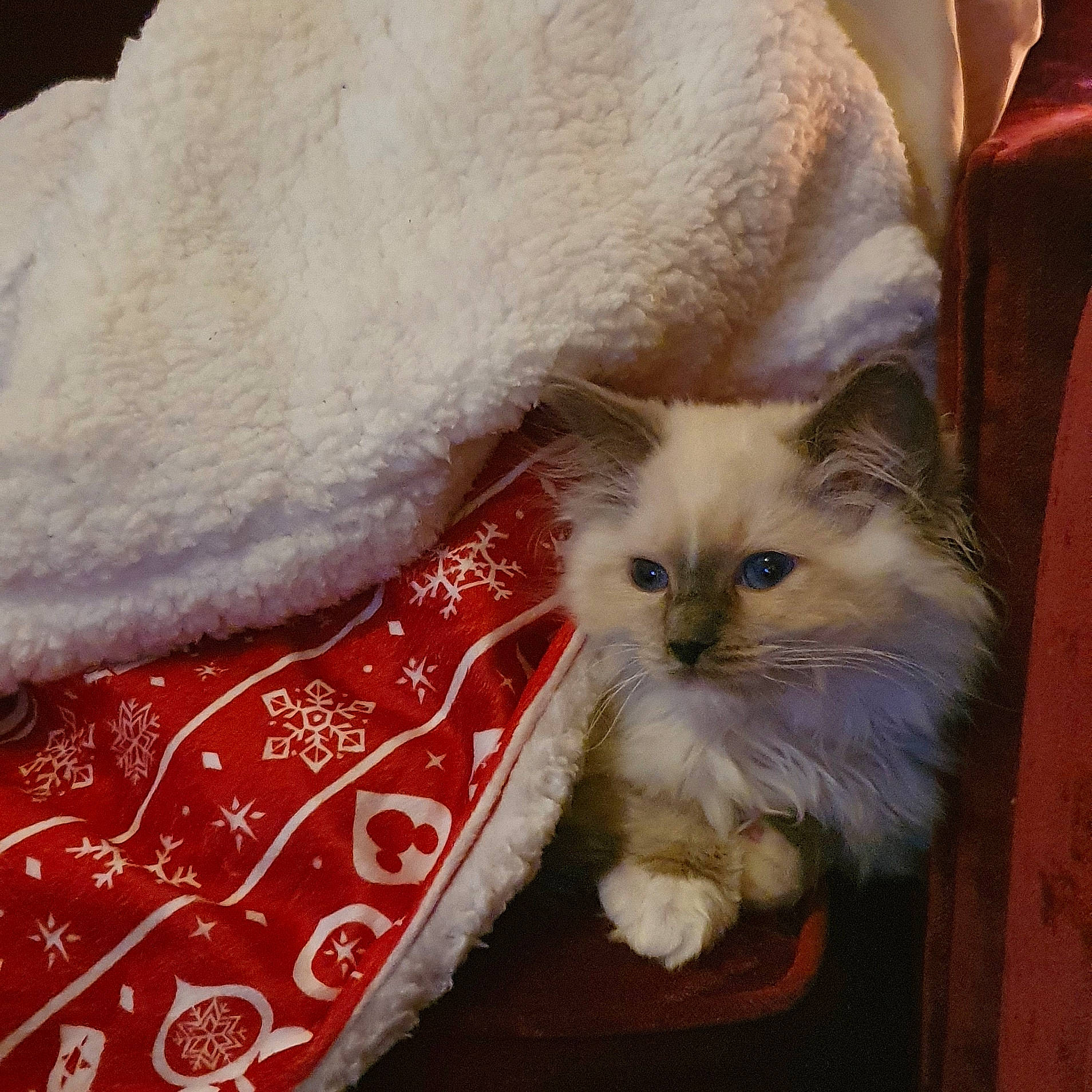 Leota is registered to the contest to win money with this photo: british_semi_longhair, carnivore, cat, christmas, fawn, felidae, fur, home_accessories, linens, small_to_medium_sized_cats, velvet, vertebrate, whiskers