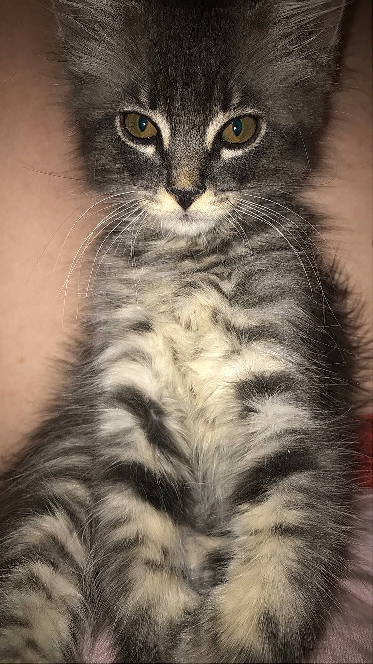 Cassie joined the competition — help win amazing prizes! british_longhair, carnivore, cat, claw, close_up, domestic_short_haired_cat, eye, felidae, fur, iris, monochrome, monochrome_photography, paw, small_to_medium_sized_cats, snout, tail, terrestrial_animal, whiskers, wildlife