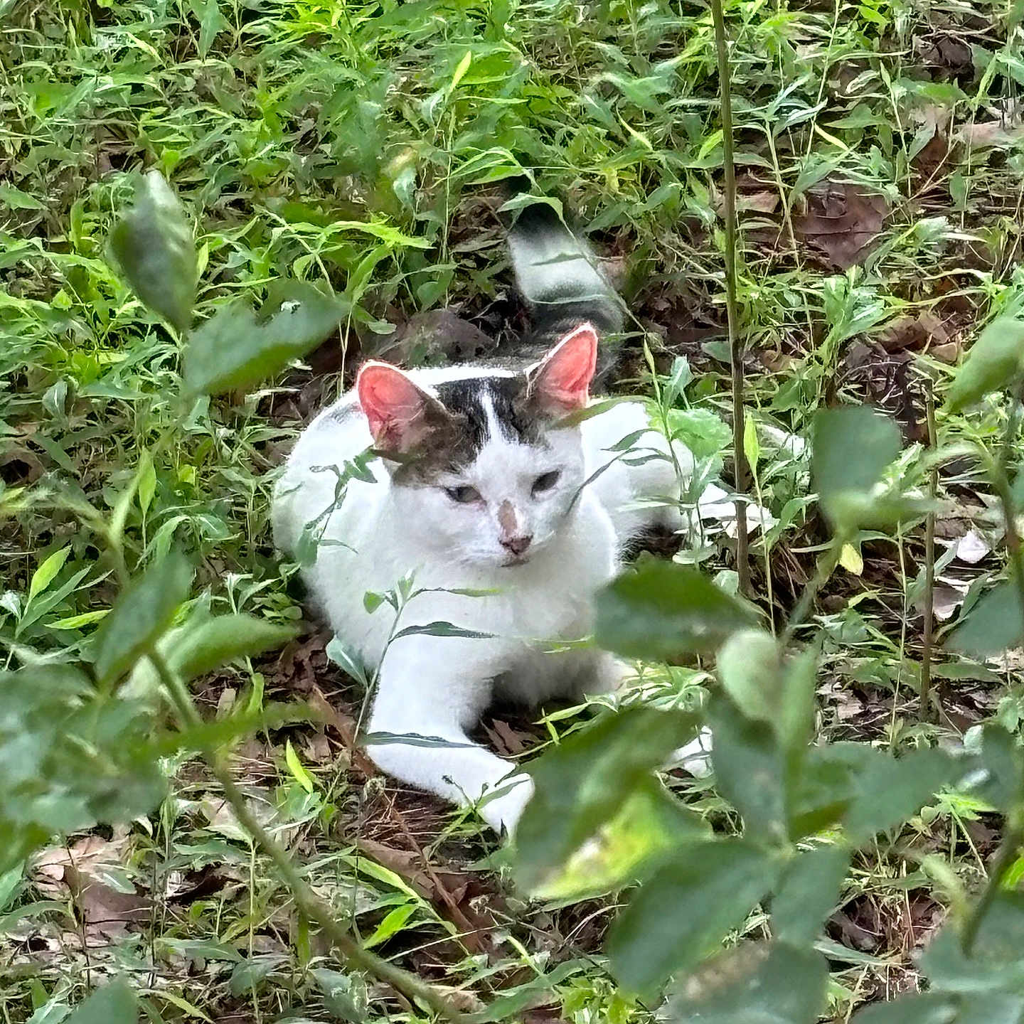 Poe Poe joined the competition — help win amazing prizes! angora, animal, backyard, cat, flower, grass, green, herbal, herbs, jungle, kitten, leaf, manx, nature, outdoors, pet, plant, soil, vegetation, yard