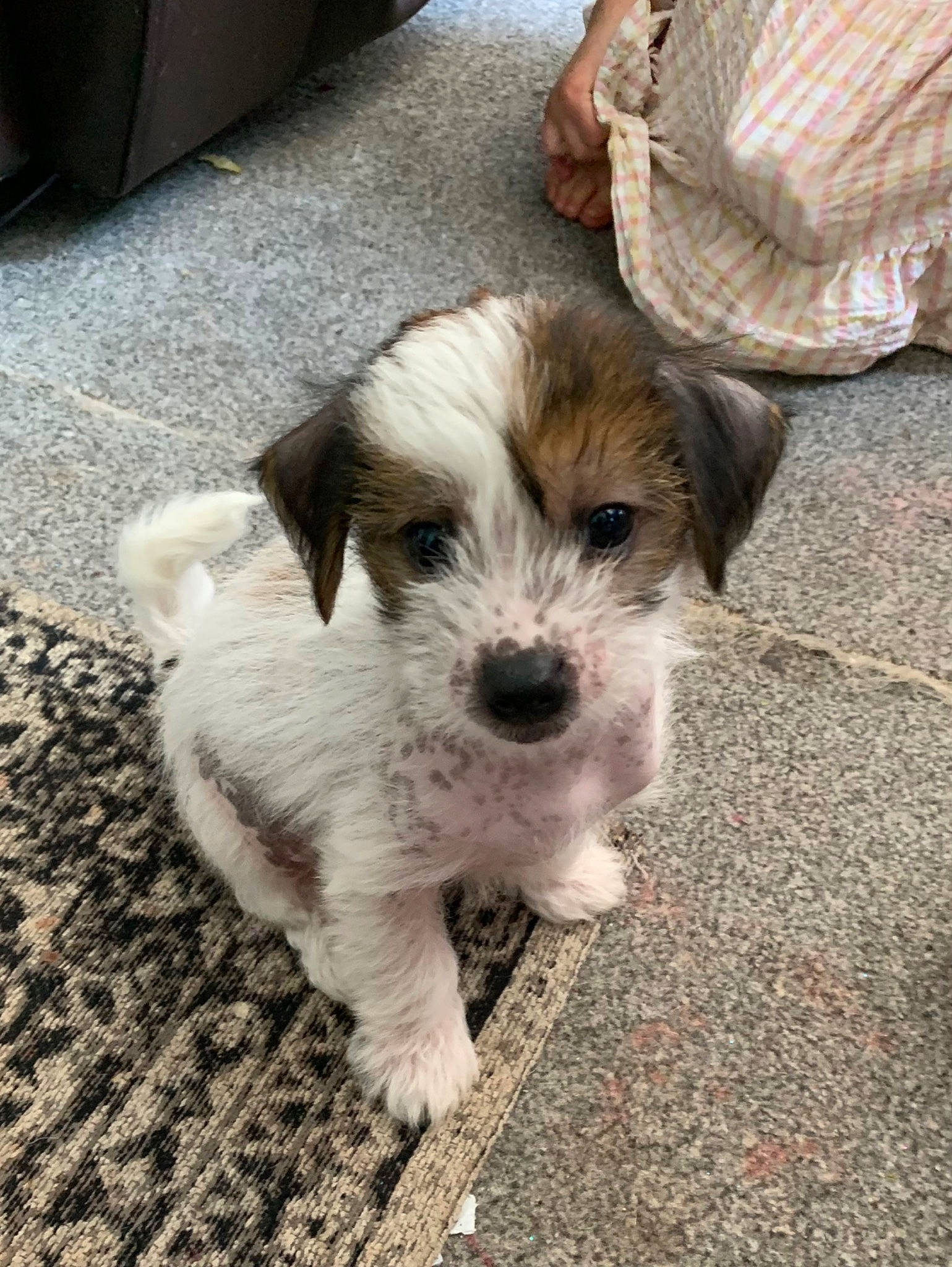 Georgie joined the competition — help win amazing prizes! bag, canidae, carnivore, collar, companion_dog, dog, dog_breed, dog_collar, dog_supply, fawn, flooring, fur, maltepoo, shih_poo, small_terrier, snout, sporting_group, terrier, toy_dog, working_animal