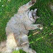 Yuzu participe au concours pour gagner de l'argent avec cette photo : cat, fluffy, grass, outdoor, relaxed, stretching, paw, nature, greenery, flower, pet, animal, sunlight, fur, mammal, whiskers, resting, playful, cute, peaceful
