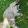 cat, fluffy, grass, outdoor, relaxed, stretching, paw, nature, greenery, flower, pet, animal, sunlight, fur, mammal, whiskers, resting, playful, cute, peaceful
