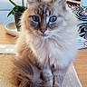 Yuzu participe au concours pour gagner de l'argent avec cette photo : cat, blue_eyes, fluffy, sitting, indoor, table, plant, decor, furniture, pet, fur, closeup, animal, domestic, cozy, household, portrait, mammal, whiskers, curious