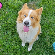 Simba participe au concours pour gagner de l'argent avec cette photo : dog, grass, blue_eyes, tongue_out, fluffy, pet, canine, outdoor, happy, cute, animal, nature, fur, sitting, playful, friendly, mammal, summer, tongue, ears