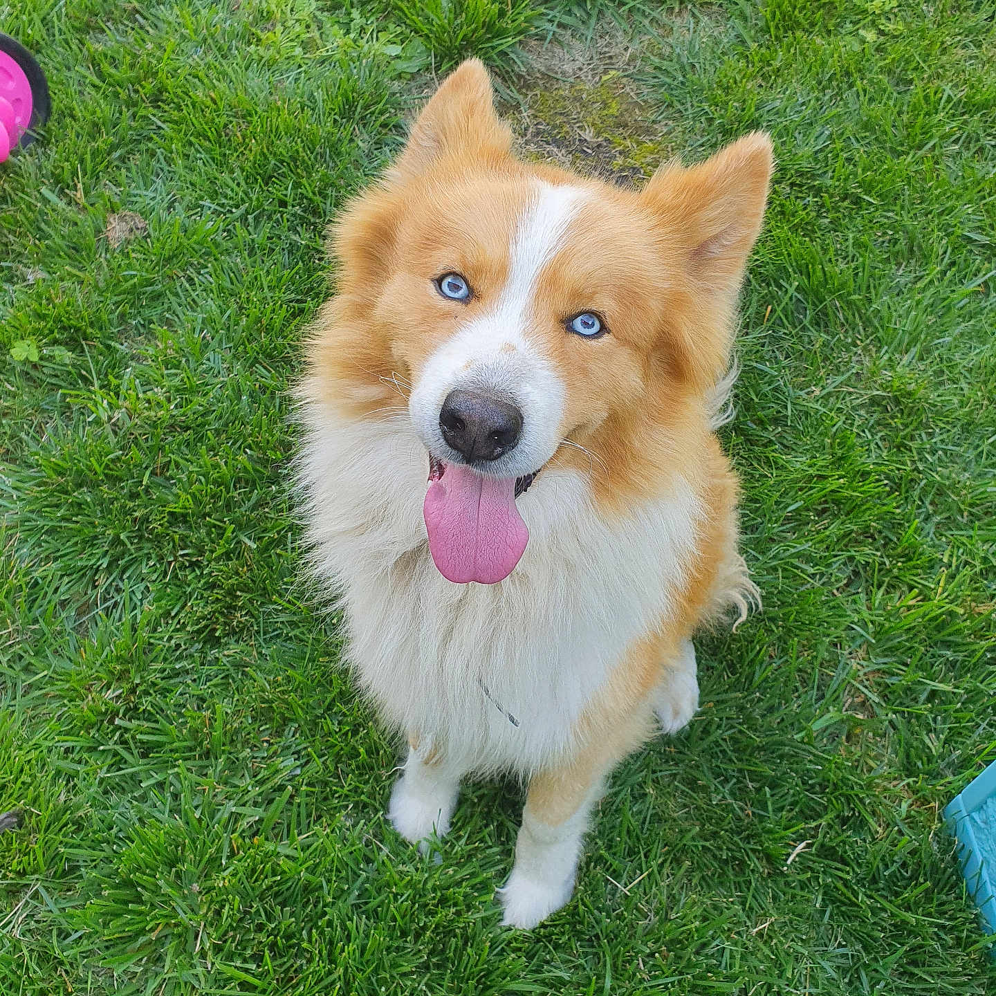Simba participe au concours pour gagner de l'argent avec cette photo : animal, blue_eyes, canine, cute, dog, ears, fluffy, friendly, fur, grass, happy, mammal, nature, outdoor, pet, playful, sitting, summer, tongue, tongue_out