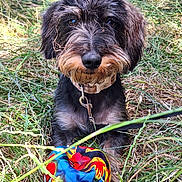 Vic participe au concours pour gagner de l'argent avec cette photo : animal, black, brown, closeup, collar, colorful, curious, dog, eyes, fur, grass, leash, nature, nose, outdoor, pet, playful, scruffy, sitting, toy