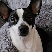 Maggui joined the competition — help win amazing prizes! bedding, big_eyes, black_and_white, blanket, chihuahua, close_up, cozy, cute, dog, ears, fur, indoors, looking_at_camera, nose, pet, portrait, sitting, small_dog, snout, whiskers