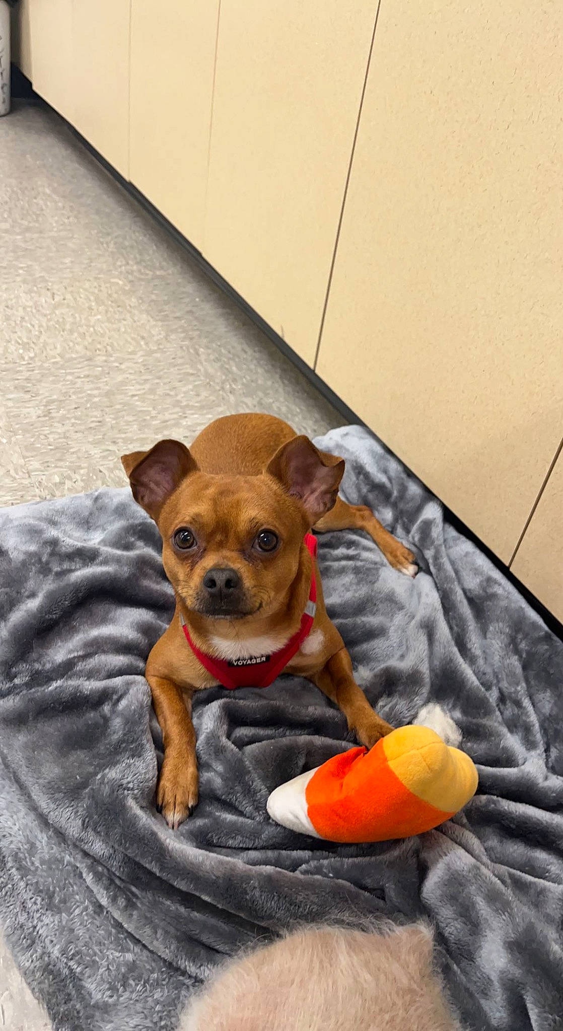 Biggie is registered to the contest to win money with this photo: canidae, carnivore, chihuahua, collar, comfort, companion_dog, dog, dog_breed, dog_clothes, dog_supply, fawn, flooring, fur, liver, pet_supply, snout, sporting_group, toy_dog, whiskers, working_animal