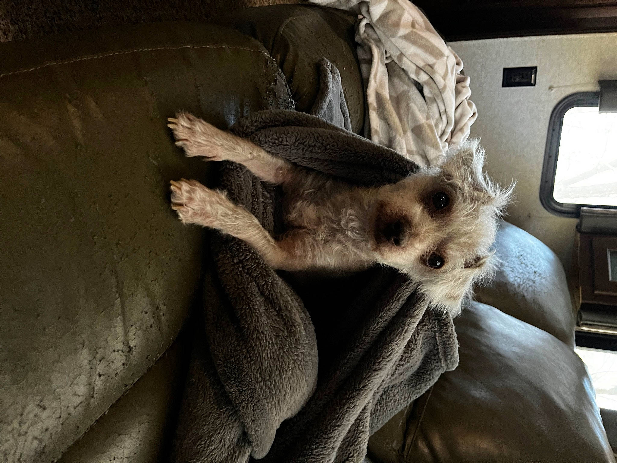 Blue joined the competition — help win amazing prizes! canidae, car, carnivore, claw, comfort, family_car, fawn, felidae, fur, marsupial, personal_luxury_car, radio, small_to_medium_sized_cats, snout, tail, vehicle, vehicle_door, whiskers, window, windshield