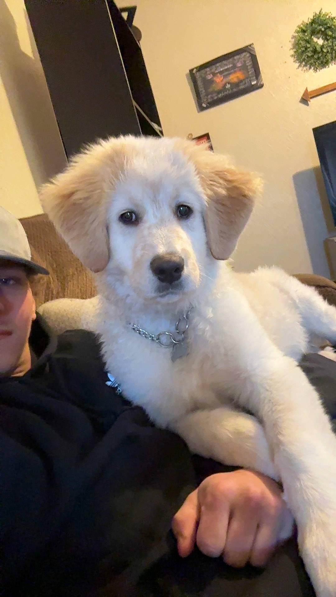 Chief joined the competition — help win amazing prizes! baseball_cap, canidae, cap, carnivore, companion_dog, dog, dog_breed, fur, happy, houseplant, non_sporting_group, picture_frame, snout, sporting_group, sun_hat, television, water, whiskers, working_animal