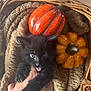 kitten, black_cat, blue_eyes, tongue_out, hand, wicker_basket, blanket, pumpkins, autumn, cozy, cute, pet, feline, indoor, playful, small, animal, fur, closeup, soft