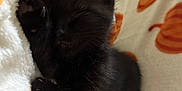 Arrow participe au concours pour gagner de l'argent avec cette photo : kitten, black_cat, sleeping, blanket, pumpkin_pattern, cozy, cute, pet, fur, nap, animal, domestic_cat, soft_texture, resting, indoor, close_up, whiskers, paw, feline, comfort
