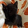 kitten, black_cat, sleeping, blanket, pumpkin_pattern, cozy, cute, pet, fur, nap, animal, domestic_cat, soft_texture, resting, indoor, close_up, whiskers, paw, feline, comfort
