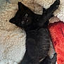 kitten, black_cat, blue_eyes, fluffy_blanket, white_blanket, red_blanket, cozy, pet, animal, cute, fur, whiskers, paw, sleepy, resting, indoor, soft_texture, relaxing, young, small