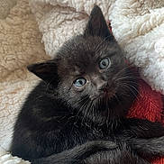 Arrow participe au concours pour gagner de l'argent avec cette photo : kitten, cat, black_cat, blue_eyes, fluffy_blanket, cozy, cute, pet, animal, fur, whiskers, sleepy, resting, indoor, closeup, adorable, young, small, soft, comfort