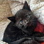 kitten, cat, black_cat, blue_eyes, fluffy_blanket, cozy, cute, pet, animal, fur, whiskers, sleepy, resting, indoor, closeup, adorable, young, small, soft, comfort