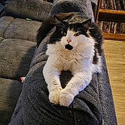 Hennessy is registered to the contest to win money with this photo: animal, black_and_white, cat, couch, cozy, curious, dvd, flooring, fluffy, fur, furniture, indoor, living_room, pet, plastic_bag, relaxing, shelf, stretching, table, wooden