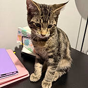 Max joined the competition — help win amazing prizes! kitten, cat, tabby, animal, pet, indoor, table, notebook, tissue_box, curious, feline, cute, sitting, fur, whiskers, young, striped, domestic_animal, black_table, closeup