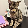 kitten, cat, tabby, animal, pet, indoor, table, notebook, tissue_box, curious, feline, cute, sitting, fur, whiskers, young, striped, domestic_animal, black_table, closeup