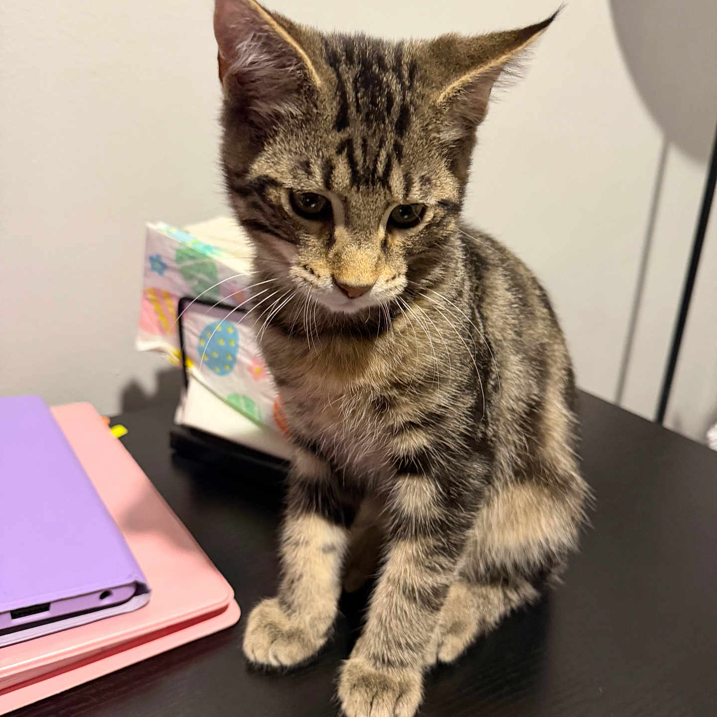 Max joined the competition — help win amazing prizes! kitten, cat, tabby, animal, pet, indoor, table, notebook, tissue_box, curious, feline, cute, sitting, fur, whiskers, young, striped, domestic_animal, black_table, closeup