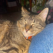 Shego Siren is registered to the contest to win money with this photo: animal, cat, closeup, collar, companion, cozy, cute, denim, domestic_animal, fur, furniture, indoor, leg, pet, plant, relaxed, resting, sleeping, tabby, whiskers