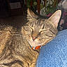 animal, cat, closeup, collar, companion, cozy, cute, denim, domestic_animal, fur, furniture, indoor, leg, pet, plant, relaxed, resting, sleeping, tabby, whiskers