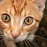 cat, orange_tabby, close_up, animal, pet, whiskers, fur, eyes, outdoor, nature, mammal, cute, portrait, feline, curious, soft_focus, nose, head, young_cat, domestic_cat