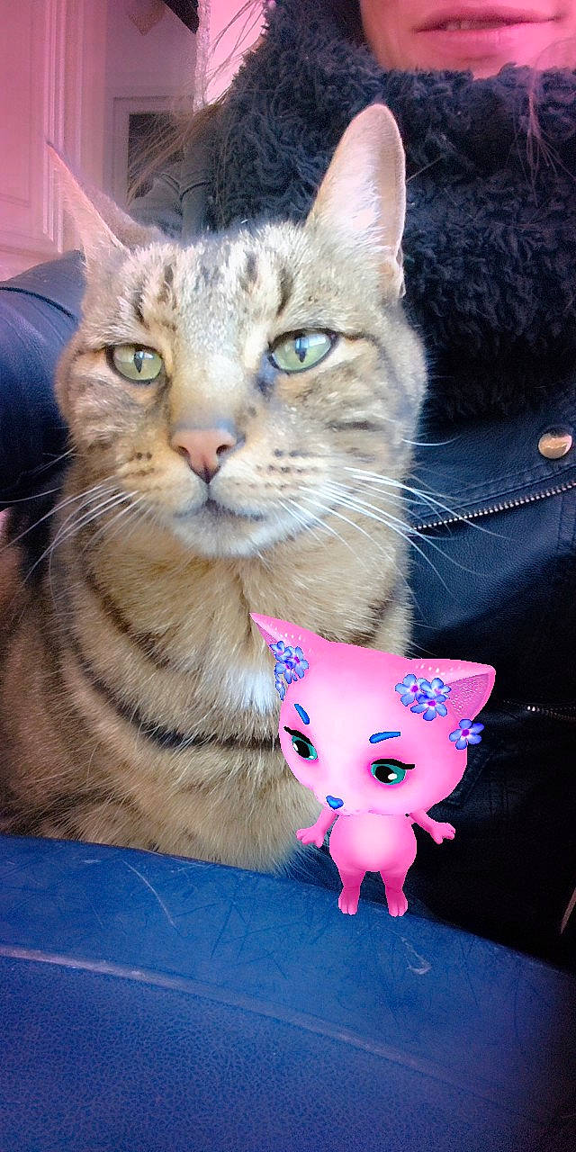 Pilou a rejoint le concours — aidez-le/la à gagner de superbes lots ! carnivoran, cat, cat_like_mammal, domestic_short_haired_cat, eye, fur, kitten, mammal, organ, small_to_medium_sized_cats, snapshot, snout, tabby_cat, vertebrate, whiskers