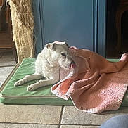 Bobby a rejoint le concours — aidez-le/la à gagner de superbes lots ! animal, blanket, canine, cat, dog, dogbed, eskimodog, furniture, machine, mat, person, pet, puppy, sleeping, towel, wheel, whitedog
