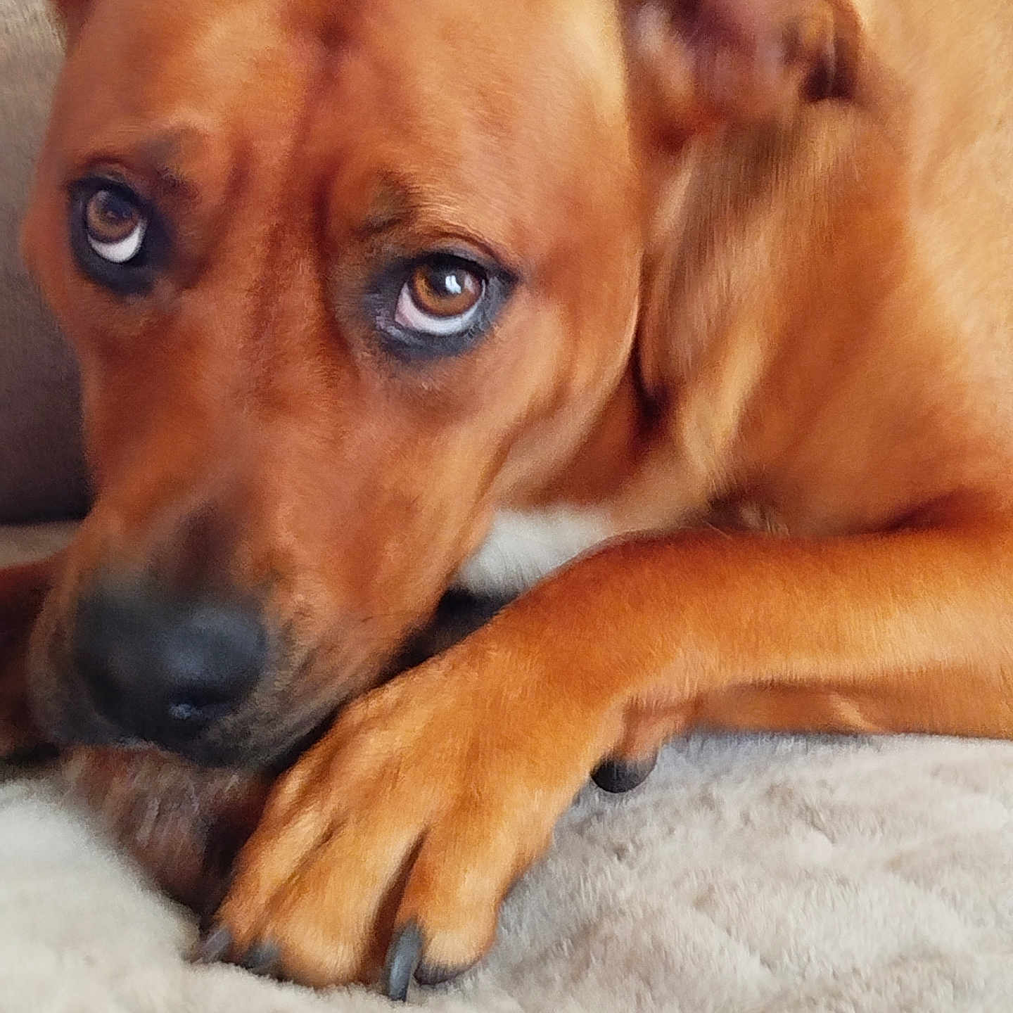Jean Marc participe au concours pour gagner de l'argent avec cette photo : animal, blanket, brown_dog, canine, close_up, cozy, dog, ears, expressive_eyes, fur, indoor, looking_up, lying_down, mammal, nail, paw, pet, resting, snout, soft_texture