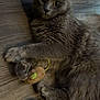 cat, gray_cat, fluffy_fur, toy_mouse, wooden_floor, indoor, pet, animal, playful, claws, whiskers, ears, curious, cute, feline, relaxed, paws, fur_texture, domestic_cat, looking