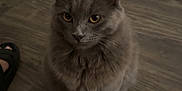 Lint joined the competition — help win amazing prizes! cat, gray_cat, pet, indoor, wooden_floor, flooring, sitting, fur, animal, whiskers, ears, eyes, paws, domestic_animal, mammal, cute, feline, companion, looking, home