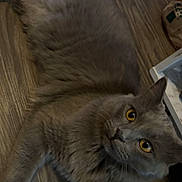 Lint is registered to the contest to win money with this photo: cat, gray_cat, yellow_eyes, fluffy, pet, animal, indoor, wooden_floor, flooring, relaxed, curious, looking_up, whiskers, ears, tail, four_legs, feline, domestic_cat, close_up, cute