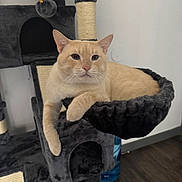 Topa is registered to the contest to win money with this photo: cat, cream_colored, cat_tree, hammock, relaxed, indoor, pet, feline, animal, fur, whiskers, ears, paw, claws, floor, wall, toy, scratching_post, cozy, domestic_cat