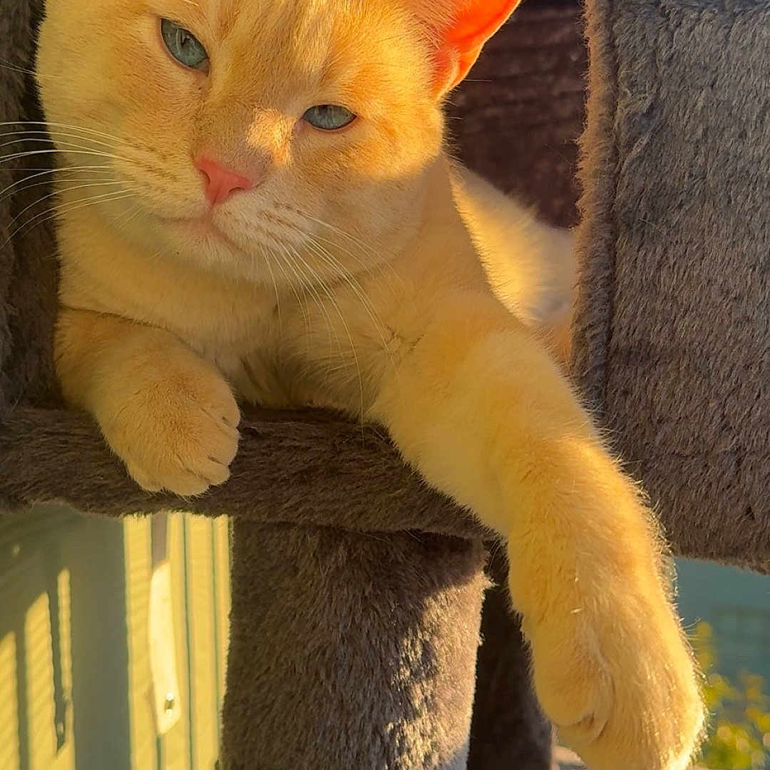 Topa is registered to the contest to win money with this photo: animal, cat, cat_tree, cozy, cute, ears, face, feline, fur, ginger_cat, home, indoor, paw, pet, plush, portrait, relaxed, resting, sunlight, whiskers