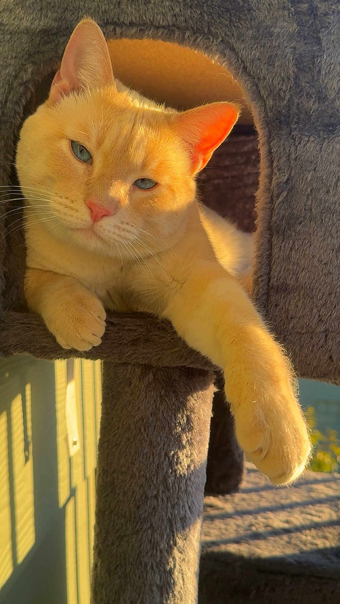 Topa is registered to the contest to win money with this photo: cat, ginger_cat, feline, pet, animal, cat_tree, plush, sunlight, relaxed, paw, cozy, indoor, portrait, cute, whiskers, ears, face, fur, resting, home