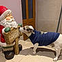 Iago participe au concours pour gagner de l'argent avec cette photo : dog, sweater, statue, santa_claus, indoor, tile_floor, wooden_door, holiday, christmas, festive, decoration, sniffing, pet, animal, white_dog, blue_sweater, curious, sign, warm_lighting, cute