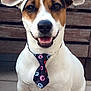 Iago participe au concours pour gagner de l'argent avec cette photo : dog, tie, sitting, smiling, pet, animal, white_fur, brown_fur, ears, floor, wooden_background, happy, portrait, domestic_animal, canine, close_up, outdoor, tile_floor, looking_at_camera, cute