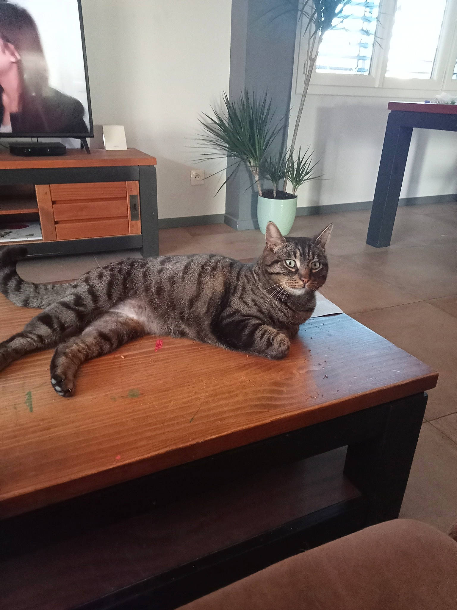 Tigrou a rejoint le concours — aidez-le/la à gagner de superbes lots ! carnivore, cat, comfort, felidae, floor, flooring, grey, hardwood, houseplant, interior_design, laminate_flooring, living_room, picture_frame, plant, small_to_medium_sized_cats, tail, television, whiskers, window, wood