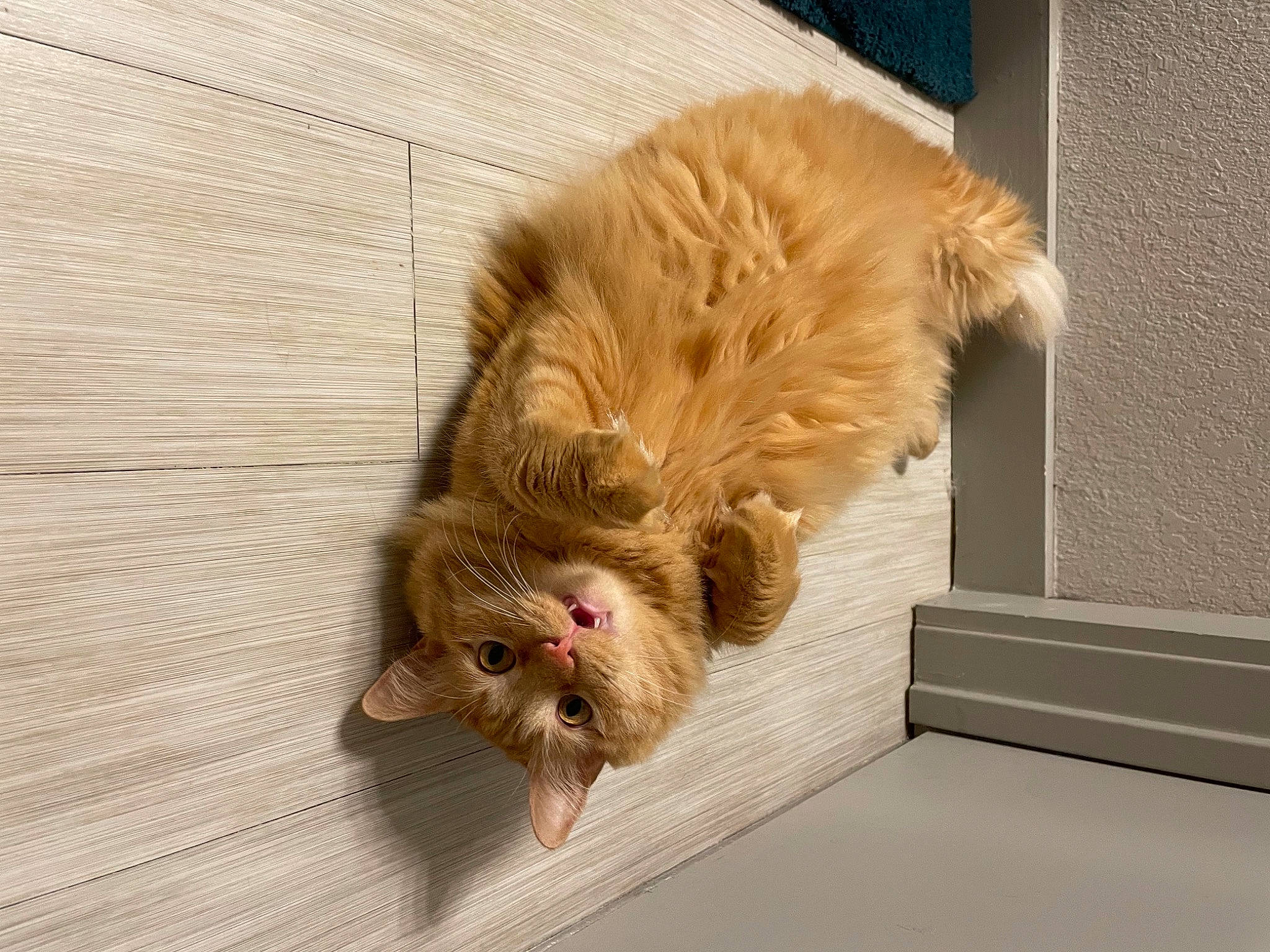 Punkin joined the competition — help win amazing prizes! carnivore, cat, claw, companion_dog, dog_breed, eye, fawn, felidae, flooring, fur, hardwood, liver, paw, small_to_medium_sized_cats, snout, sporting_group, tail, terrestrial_animal, whiskers, wood