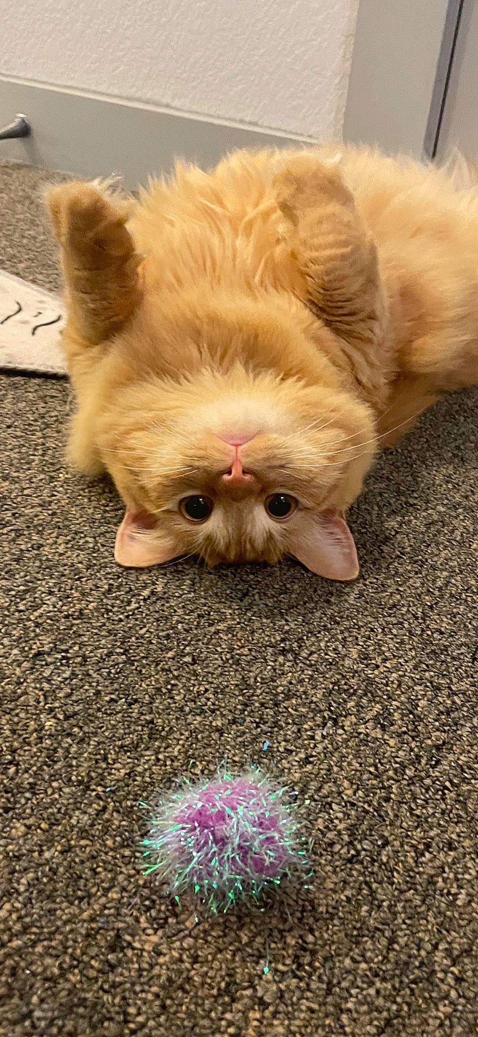 Punkin is registered to the contest to win money with this photo: carnivore, cat, comfort, domestic_short_haired_cat, ear, eye, fawn, felidae, flooring, gesture, glasses, light, nose, paw, small_to_medium_sized_cats, snout, tail, terrestrial_animal, whiskers, wood