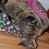 Calin a rejoint le concours — aidez-le/la à gagner de superbes lots ! animal, cat, cushion, feline, funny_pose, green_eyes, indoor, lying_down, patterned_fabric, pet, pet_bed, portrait, raised_paw, relaxed, sleeping, striped_fur, tabby_cat, upside_down, whiskers, wooden_floor