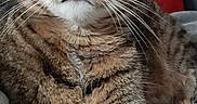 Calin participe au concours pour gagner de l'argent avec cette photo : alert, animal, blanket, cat, close_up, cozy, fluffy, furniture, green_eyes, home, indoors, looking_at_camera, mammal, pet, portrait, red_chair, sitting, striped_fur, tabby, whiskers