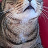 Calin a rejoint le concours — aidez-le/la à gagner de superbes lots ! animal, cat, close_up, ears, feline, funny_expression, fur, green_eyes, indoor, looking_up, nose, pet, photography, portrait, red_background, sitting, striped_fur, tabby, whiskers, wide_eyed