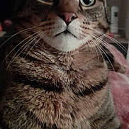Calin a rejoint le concours — aidez-le/la à gagner de superbes lots ! animal, black_borders, blanket, cat, close_up, curious, dim_lighting, ears, fur, green_eyes, home, indoor, nose, pet, portrait, sitting, striped_fur, tabby_cat, vertical_photo, whiskers