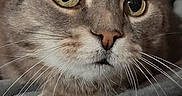 Miracle participe au concours pour gagner de l'argent avec cette photo : alert, animal, blanket, cat, close_up, couch, cozy, ears, eyes, face, feline, gray_cat, indoor, looking_at_camera, nose, pet, photography, portrait, tabby, whiskers